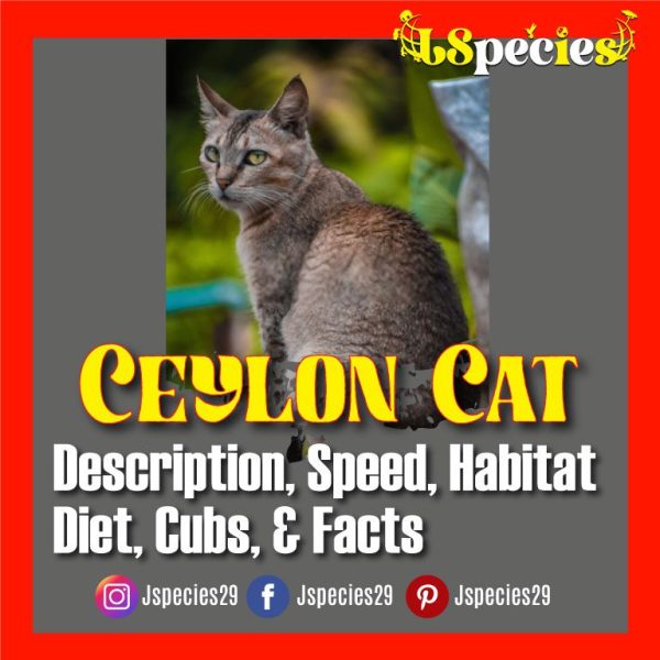 Ceylon Cat |Description, Diet, Habitat, Cubs & Facts