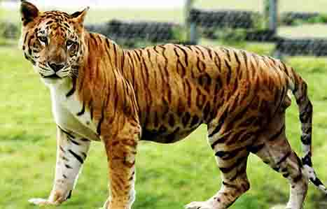 Liger Vs Tigon OR Tigon Vs Liger Liger Vs Tigon OR Tigon Vs Liger