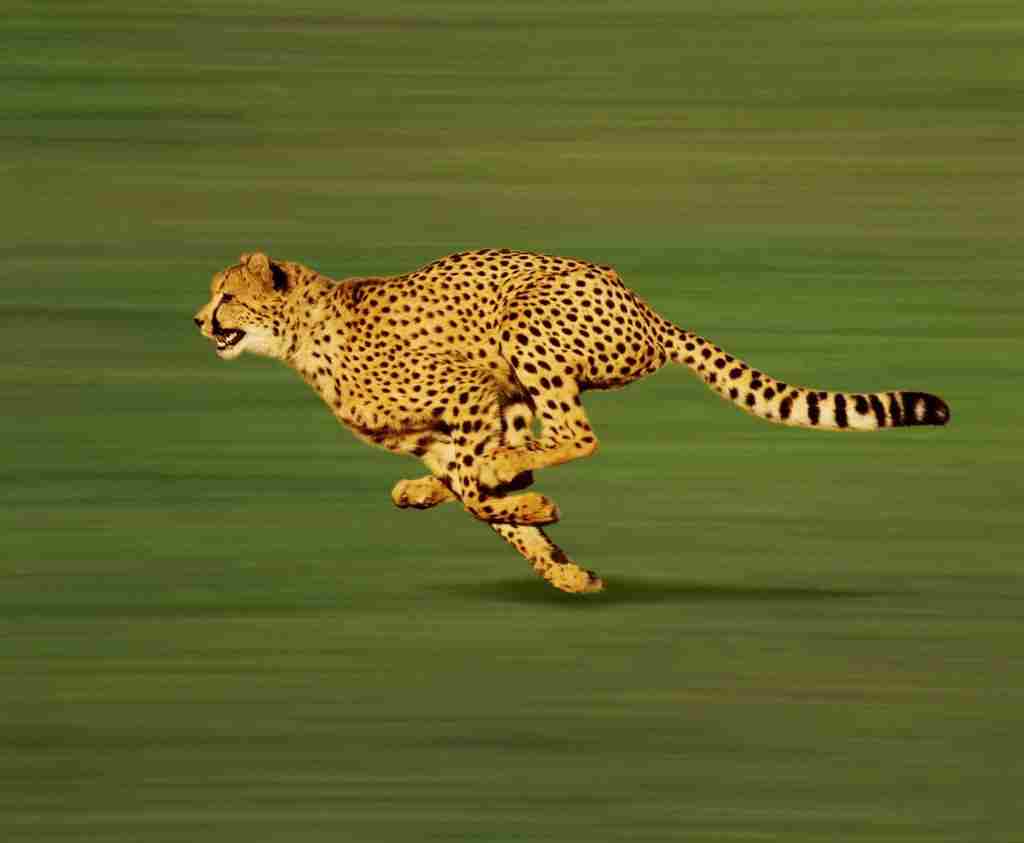 Fastest land animal Cheetah 