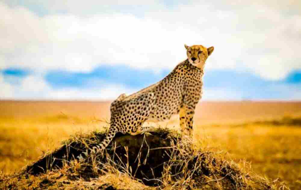HOW DO CHEETAHS SOCIALIZE