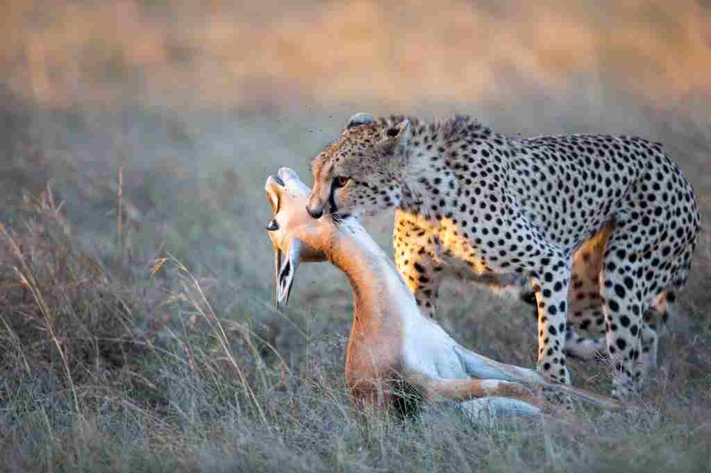 Hunting of Cheetah