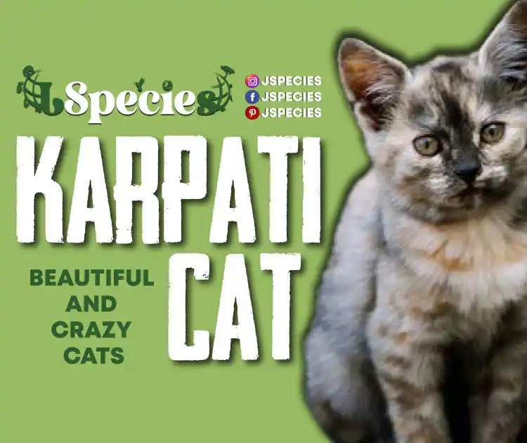 Karpati Cat Beautiful And Crazy Cats