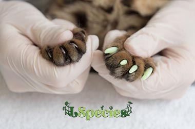 What Are The Causes Of Cat horned Paw