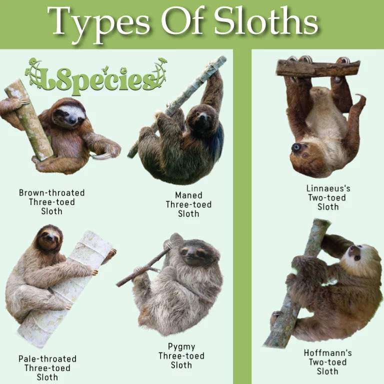 Parts Of A Sloth At Victor Wenzel Blog Parts Of A Sloth At Victor Wenzel Blog