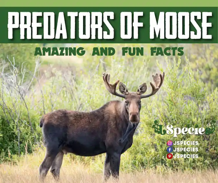 7 Natural Predators of Moose | Predators Of Moose