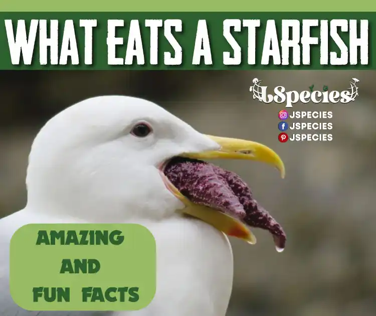 What Eats A Starfish