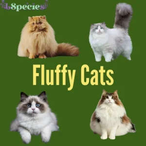 14 Fluffy Cats Breeds
