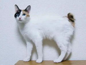  Japanese Bobtail Cat