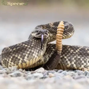 Rattlesnake