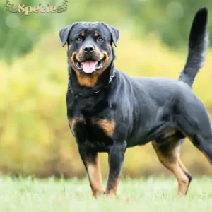 Rottweiler: Animals that start with R