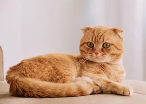 Scottish Folds Cat