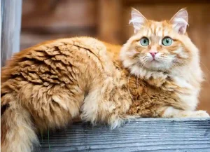 Siberian cat