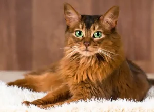 Somali cat