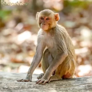 Rhesus Monkey