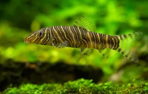 Appearance and color markings