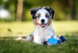 Australian Shepherds (Aussies)