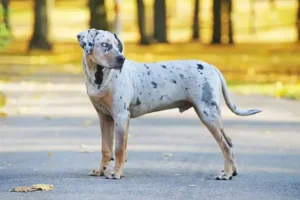 Catahoula Leopard Dogs