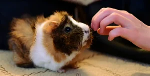 Do Guinea Pigs Bite