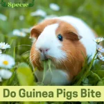 Do guinea pigs bite