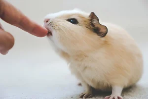 Does a guinea pig bite hurt?