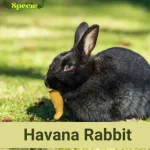 Havana Rabbit