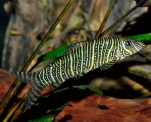 Health and Diseases of the Zebra Loach