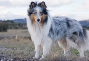 Shetland Sheepdog