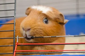 Why Do Guinea Pigs Bite Their Cage?