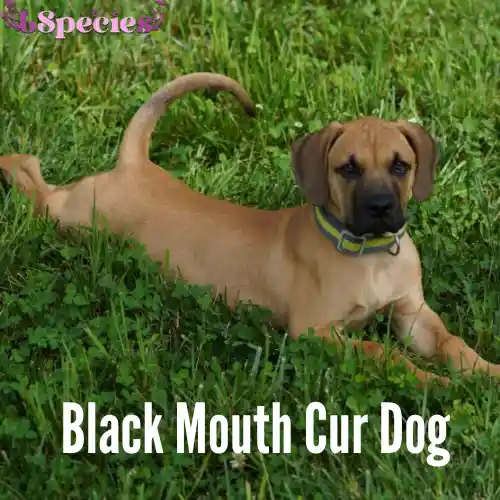 Black Mouth Cur Dog Breed Info