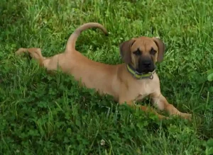 Black mouth cur dog