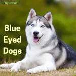 Blue eyed dogs