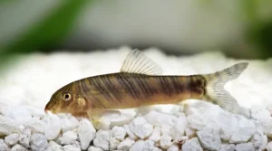 Breeding the Zebra Loach