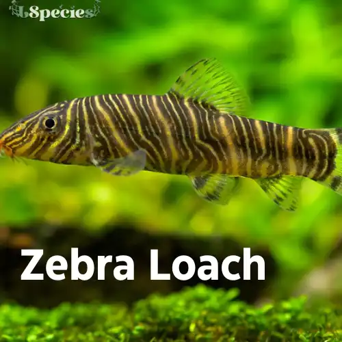 zebra loach