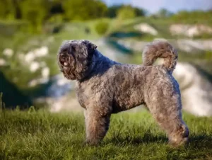 Bouvier Des Flandres