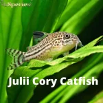 Julii cory catfish