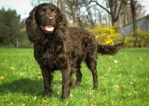 The American water spaniel: Curly hair dog breeds