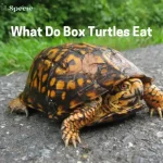 What Do Box Turtles Eat