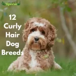 curly hair dog breeds