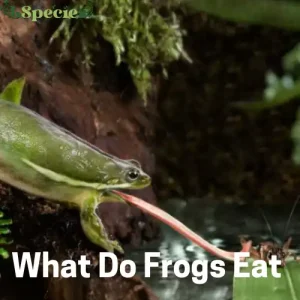 What Do Frogs Eat?