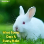 What Sound Does A Bunny Make