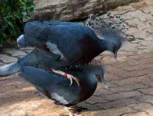 Mating and Raising Chicks