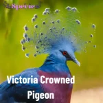 Victoria Crowned Pigeon