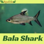 Bala shark