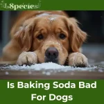 is baking soda bad for dogs