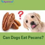 Can Dogs Eat Pecans