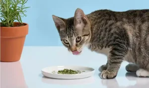 Is Rosemary Safe for Cats to Eat?