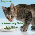 Is Rosemary Safe For Cats