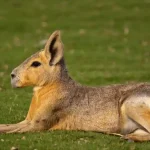 Patagonian Mara