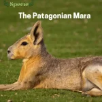 The Patagonian Mara