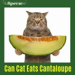 Can Cats Eat Cantaloupe